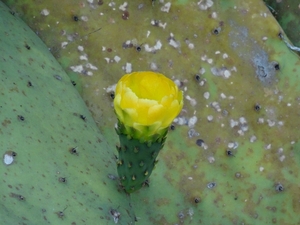 2b Funchal, botanische tuin _DSC00186