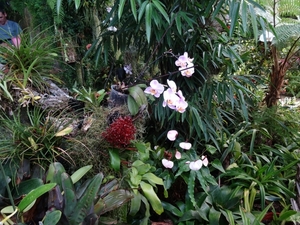 2c Funchal, orchideeen tuin _DSC00204