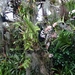 2c Funchal, orchideeen tuin _DSC00205