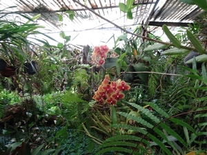 2c Funchal, orchideeen tuin _DSC00206