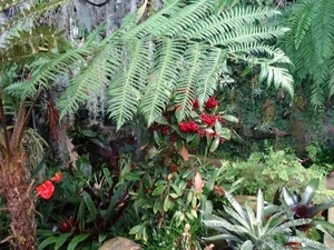 2c Funchal, orchideeen tuin _DSC00207