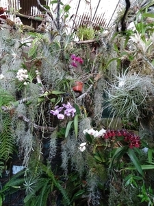 2c Funchal, orchideeen tuin _DSC00211