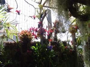 2c Funchal, orchideeen tuin _DSC00213