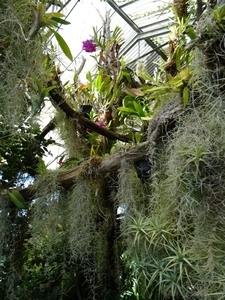 2c Funchal, orchideeen tuin _DSC00215