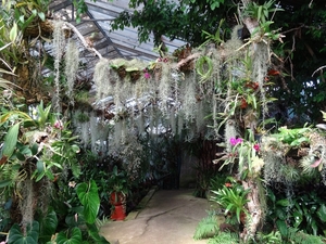 2c Funchal, orchideeen tuin _DSC00217