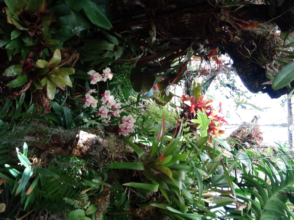2c Funchal, orchideeen tuin _DSC00218