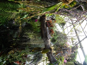 2c Funchal, orchideeen tuin _DSC00219