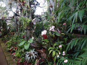 2c Funchal, orchideeen tuin _DSC00220