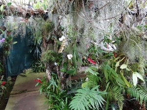 2c Funchal, orchideeen tuin _DSC00221