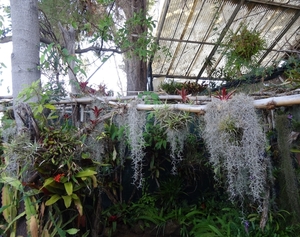 2c Funchal, orchideeen tuin _DSC00223