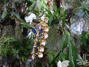 2c Funchal, orchideeen tuin _DSC00224
