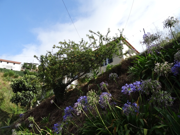6b Camacha, levada wandeling _DSC00536