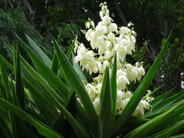 6c Monte palace tropical garden _DSC00564