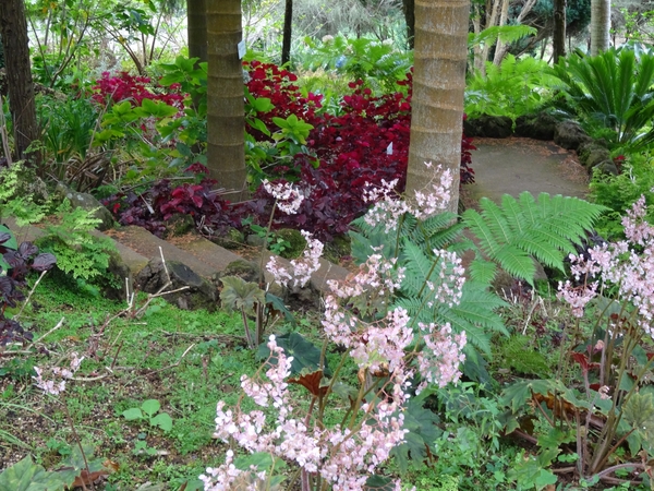 6c Monte palace tropical garden _DSC00574