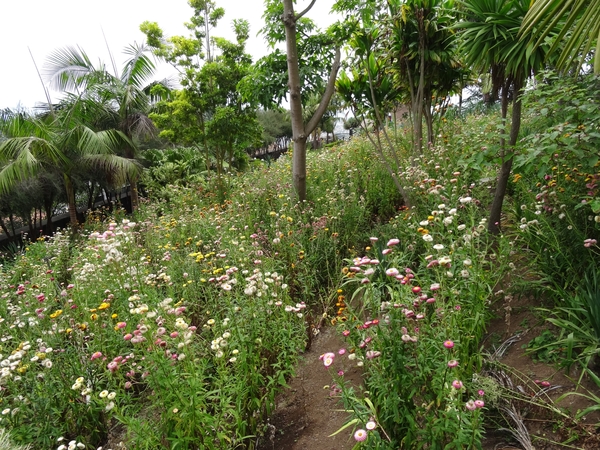 6c Monte palace tropical garden _DSC00577