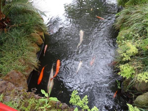 6c Monte palace tropical garden _DSC00589