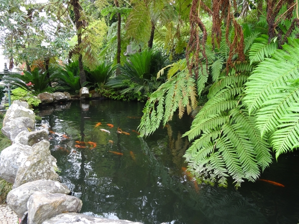 6c Monte palace tropical garden _DSC00591