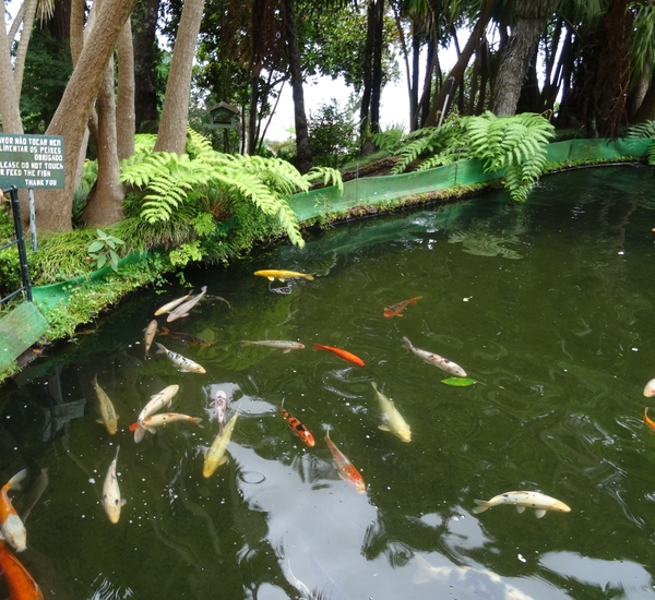 6c Monte palace tropical garden _DSC00603