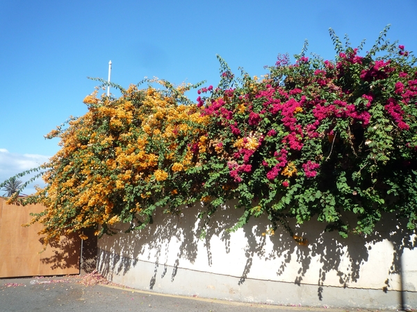 7W3 Funchal --Camara de Lobos _P1220292