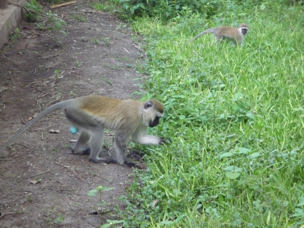 2b Lake Manyara, Lodge _P1210415
