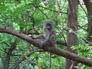 3c Lake Manyara NP _DSC00029