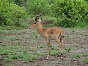 3c Lake Manyara NP _DSC00035