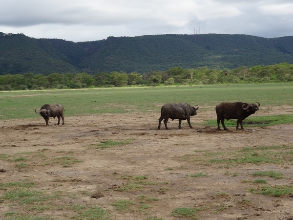 3c Lake Manyara NP _DSC00040