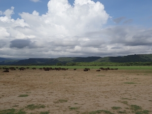 3c Lake Manyara NP _DSC00053