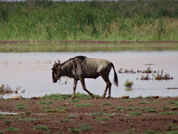 3c Lake Manyara NP _DSC00057