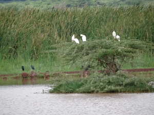 3c Lake Manyara NP _DSC00058