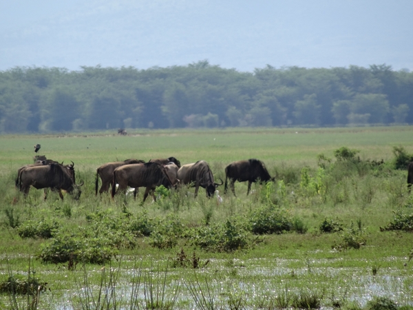3c Lake Manyara NP _DSC00061