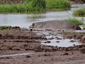 3c Lake Manyara NP _DSC00075