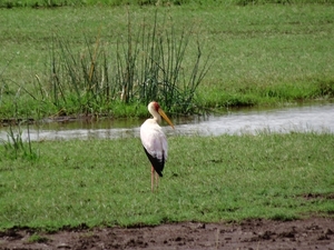 3c Lake Manyara NP _DSC00076