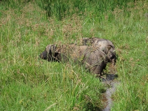 3c Lake Manyara NP _DSC00079