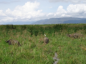 3c Lake Manyara NP _DSC00081