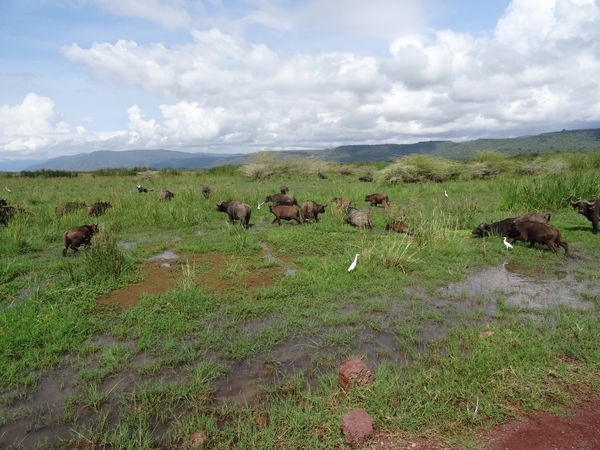 3c Lake Manyara NP _DSC00085