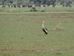 3c Lake Manyara NP _DSC00097