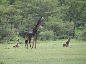 3c Lake Manyara NP _DSC00099