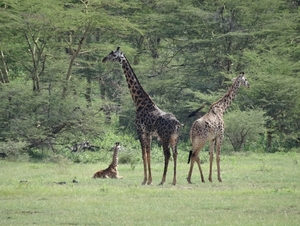 3c Lake Manyara NP _DSC00101