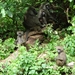 3c Lake Manyara NP _DSC00107