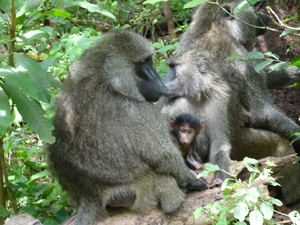 3c Lake Manyara NP _DSC00108