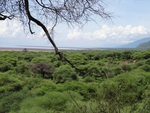 3c Lake Manyara NP _DSC00116