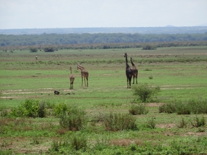 3c Lake Manyara NP _DSC00121