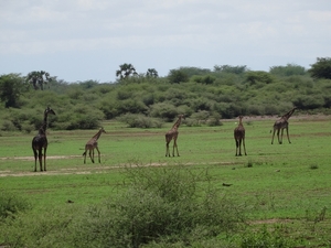 3c Lake Manyara NP _DSC00125