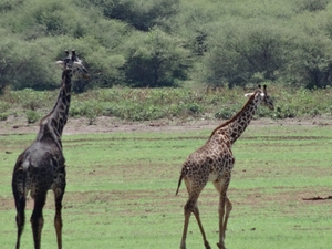 3c Lake Manyara NP _DSC00127