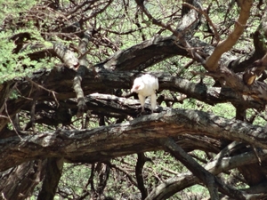 3c Lake Manyara NP _DSC00128