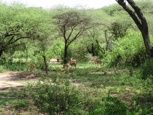 3c Lake Manyara NP _DSC00130