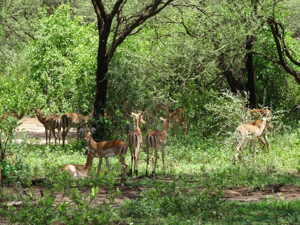 3c Lake Manyara NP _DSC00131