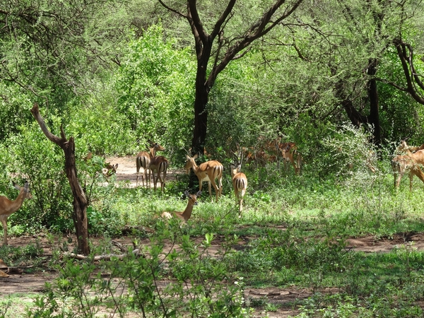 3c Lake Manyara NP _DSC00132