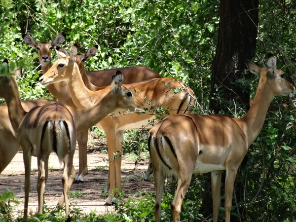 3c Lake Manyara NP _DSC00134